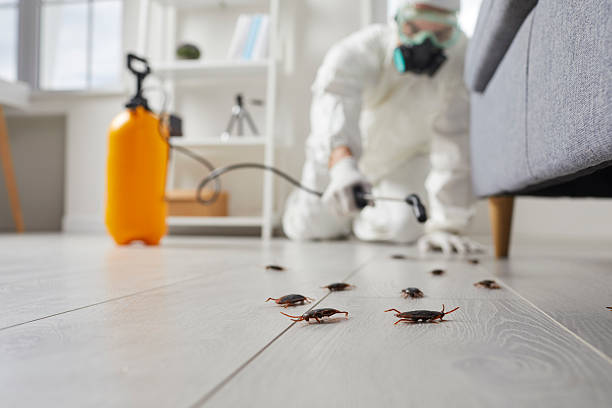 Trusted Cockroach Control service in Louisville, CO - Nex Pest Control